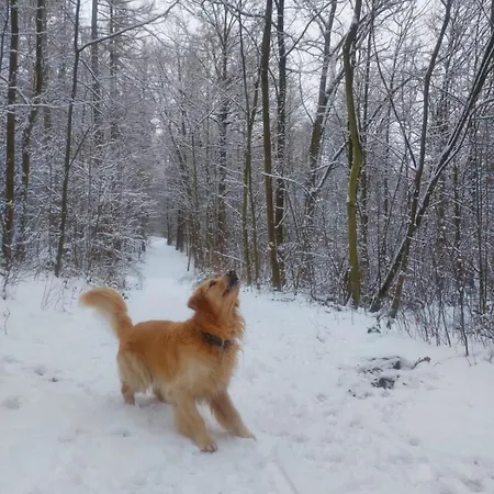 Am Wald * Coswig (Saxony)